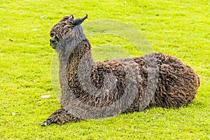 A view of a brown Alpaca lying down in a paddock near Melton Mowbray