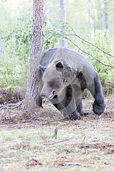 View of a brown bear scratching on wood