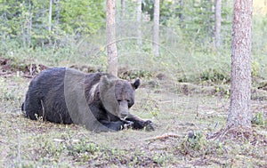 A view of brown bear during summer