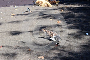 view of brown doves enjoying walking on the sand of Banyuwangi's Cacalan beach