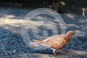 view of brown doves enjoying walking on the sand of Banyuwangi's Cacalan beach