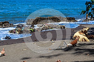 view of brown doves enjoying walking on the sand of Banyuwangi's Cacalan beach