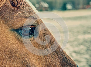View into brown eye of brown colored horse