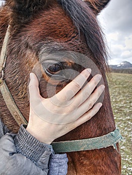 View into brown eye of brown colored horse