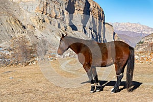 View of brown hobbled horse standing outside