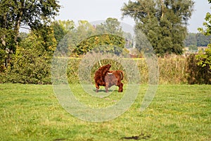 View of a brown male highland cow on the green fields in a farm