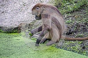 View of a brown orangutan. Seated at a pond , in which he stirs with his paw .