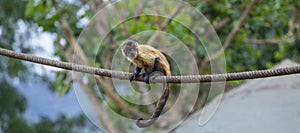 Brown Spider Monkey