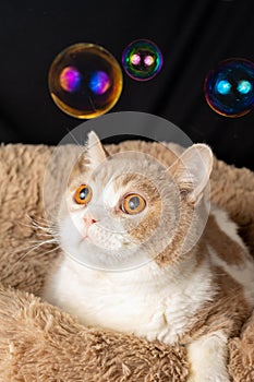 View of brown and white british shorthair cat lying down, looking at some soap bubbles, on black background