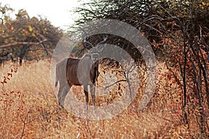 VIEW OF BROWSING KUDU BULL WITH MOUTH OPEN IN THE BUSH