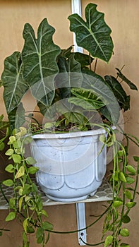 View of a bucket plants