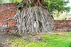 Buddha head in tree roots in ruins of Wat Mahathat temple. Ayutthaya, Thailand