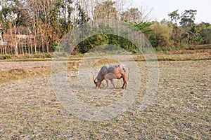 View of the buffalo is in the farm