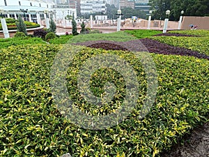 View of buildings and plants in Kowloon park, Hong Kong during rain