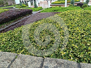 View of buildings and plants in Kowloon park, Hong Kong during rain