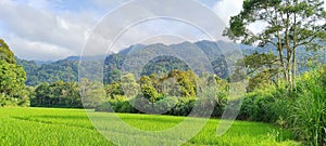 View of the Bukit Barisan Forest and Rice Plants