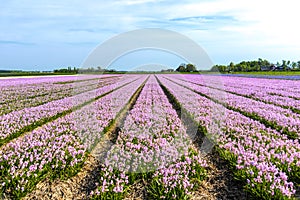 View of the bulb base with pink flowers, as they look in the spring in the north of Holland