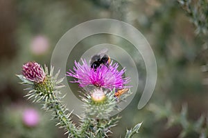 View of a bumblebee on a purple thistle in the saaletal nature region, saxony Anhalt, Germany,europe