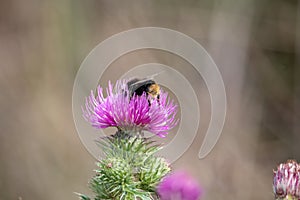 View of a bumblebee on a purple thistle in the saaletal nature region, saxony Anhalt, Germany,europe