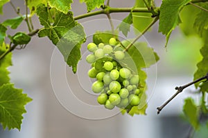 View of a bunch of white grapes growing on a branch of a tree , background blurred .