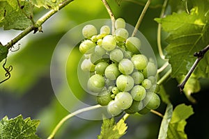 View of a bunch of white grapes growing on a branch of a tree , background blurred .