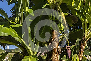 View of bunches of bananas in an ecological plantation