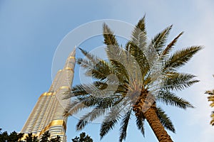 The view on Burj Khalifa skyscraper in sunset and palm tree