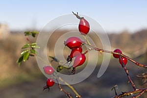 View of a bush with rose hips. There are a few raindrops hanging on the red fruits
