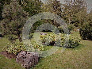 View of  bushes, lawn and pine trees in the park, Tallinn