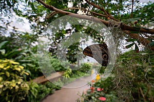 View of the butterfly garden at the Insectarium