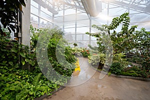View of the butterfly garden at the Insectarium