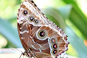 View of a butterfly at Papiliorama