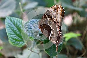 View of a butterfly at Papiliorama