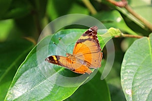 View of a butterfly at Papiliorama