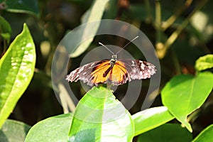 View of a butterfly at Papiliorama