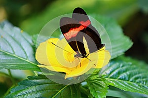 View of a butterfly at Papiliorama