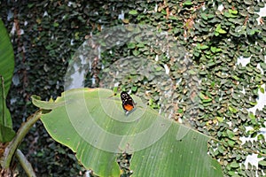 View of a butterfly at Papiliorama