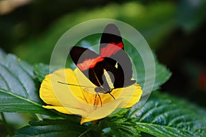 View of a butterfly at Papiliorama