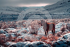 View of a Caballo de estepa horse standing in the interesting landscape