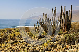 View on cacti eulychnia iquiquensis and copiapoa tenebrosa on stony dry ground at pacific coast bay of Atacama desert near Pan photo