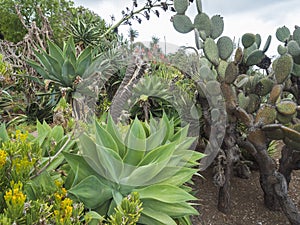 View of cacti and succulent plants in famous Tropical Botanical Gardens in Funchal town, Jardim Botanico da Madeira was
