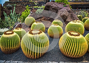 View of cactus garden , Lanzarote