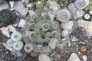 View of cactus in greenhouse of Nikitsky Botanical Garden