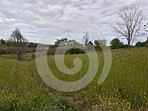 View of the Caffarella park, in Rome.  Spikes and trees in the spring