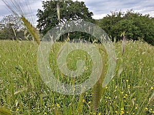 View of the Caffarella park, in Rome.  Spikes and trees in the spring