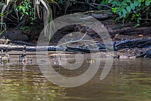 A view of a Caiman swimming in the Tortuguero River in Costa Rica