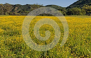 View of California meadow covered by yellow wild flowers.