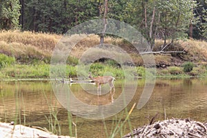 View of the California mule deer in Merced river, Yosemite National Park, California, USA