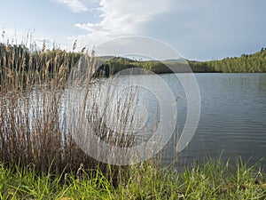 View on calm water of forest lake, fish pond Kunraticky rybnik with birch and spruce trees growing along the shore and