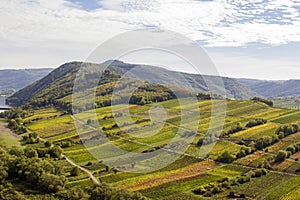 view of Calmont village and vineyards in the Mosel river valley